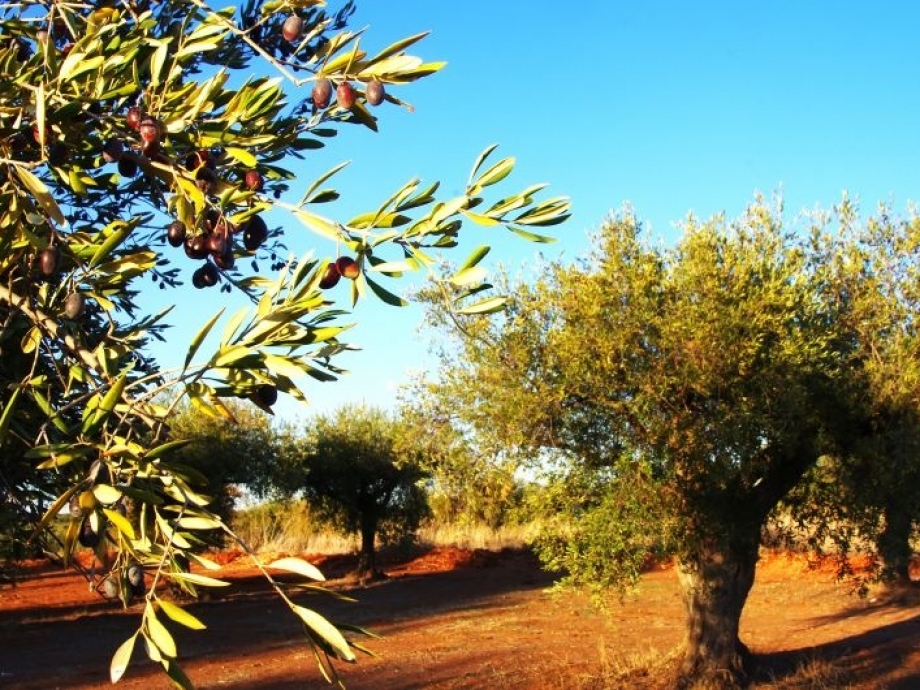 O melhor concurso do mundo acrescenta ainda mais notoriedade aos azeites concorrentes